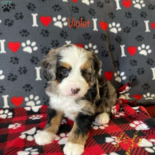 Violet, Mini Bernedoodle Puppy