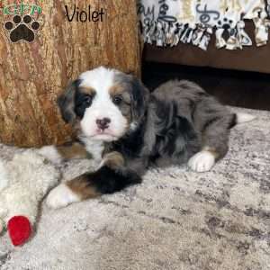 Violet, Mini Bernedoodle Puppy