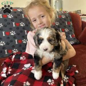 Violet, Mini Bernedoodle Puppy