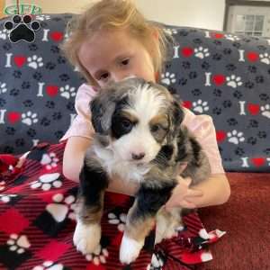 Violet, Mini Bernedoodle Puppy