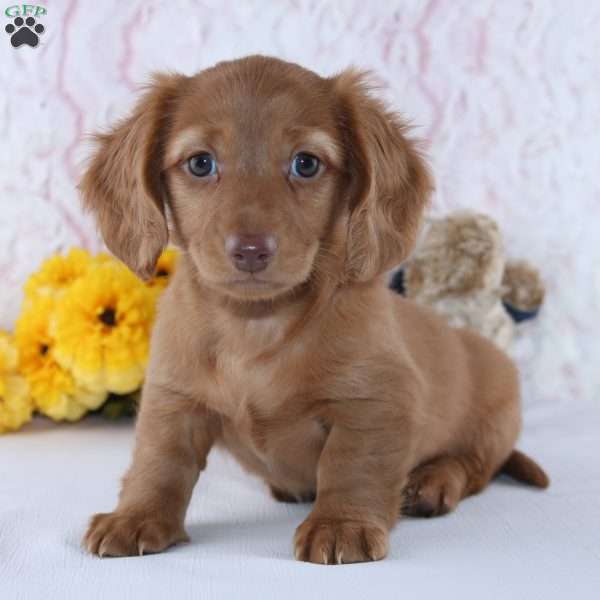 Loren, Dachshund Puppy