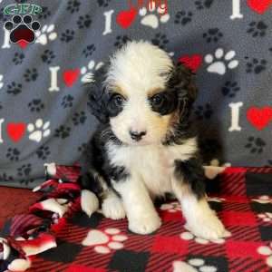 Unity, Mini Bernedoodle Puppy