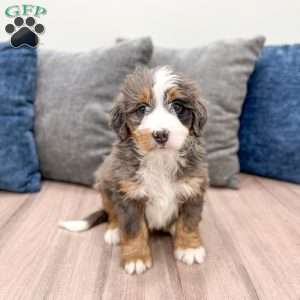 Bolt, Mini Bernedoodle Puppy