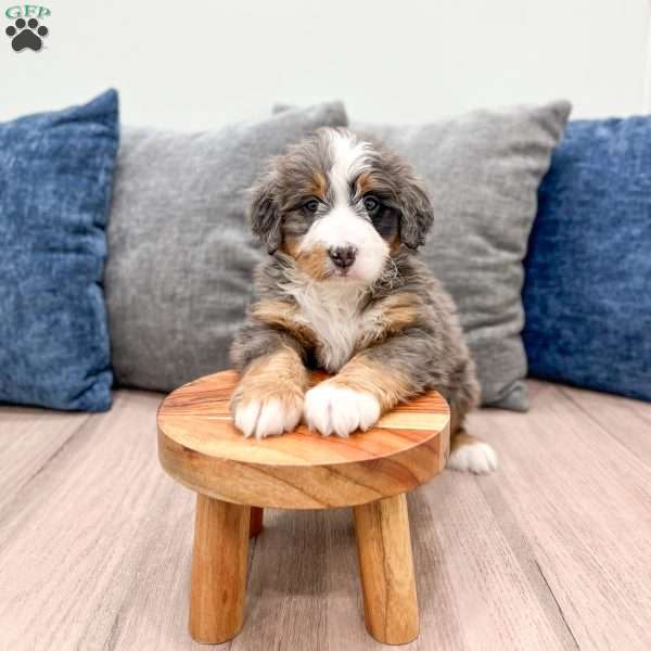 Bolt, Mini Bernedoodle Puppy