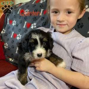 Quinten, Mini Bernedoodle Puppy