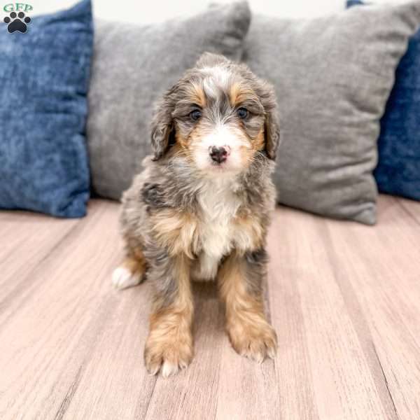 Chloe, Mini Bernedoodle Puppy