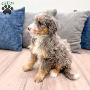 Chloe, Mini Bernedoodle Puppy