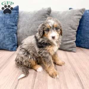 Chloe, Mini Bernedoodle Puppy