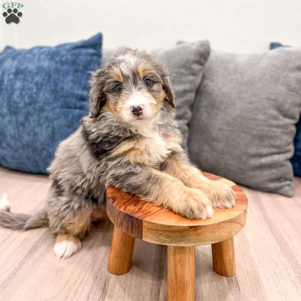 Chloe, Mini Bernedoodle Puppy