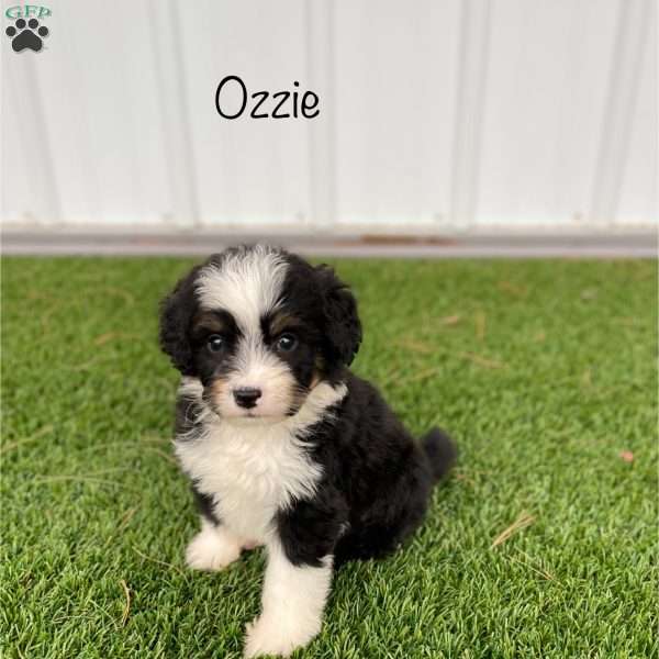 Ozzie, Mini Bernedoodle Puppy