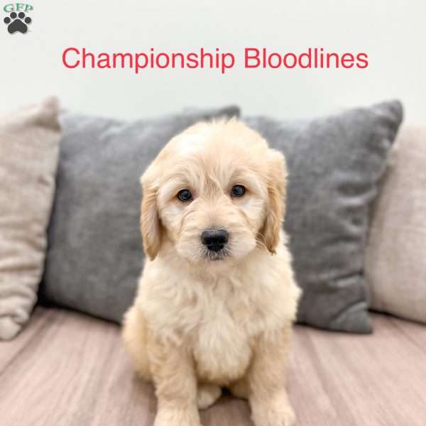 Mavin, Mini Goldendoodle Puppy