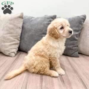 Mavin, Mini Goldendoodle Puppy