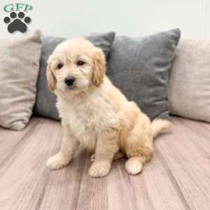 Mavin, Mini Goldendoodle Puppy