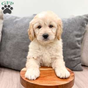 Mavin, Mini Goldendoodle Puppy