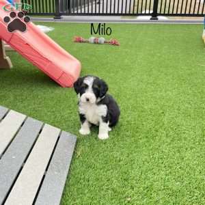 Milo, Mini Bernedoodle Puppy