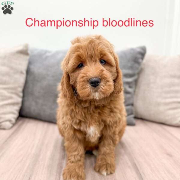 Benny, Mini Goldendoodle Puppy