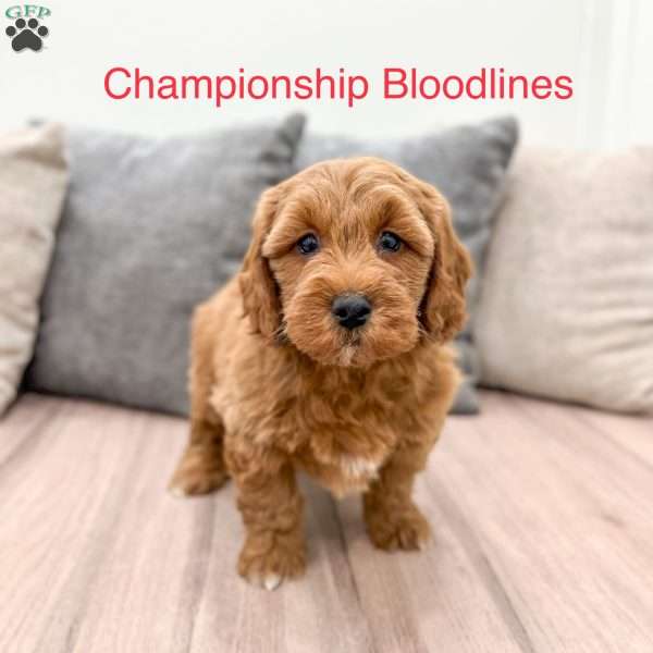 Beauty, Mini Goldendoodle Puppy