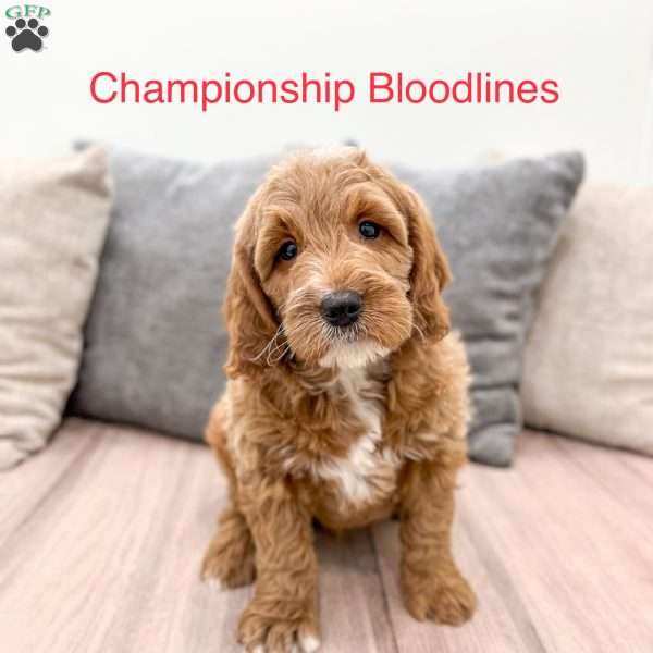 Baxter, Mini Goldendoodle Puppy