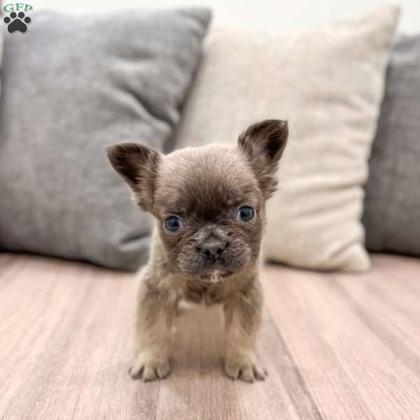 Tucker, French Bulldog Puppy