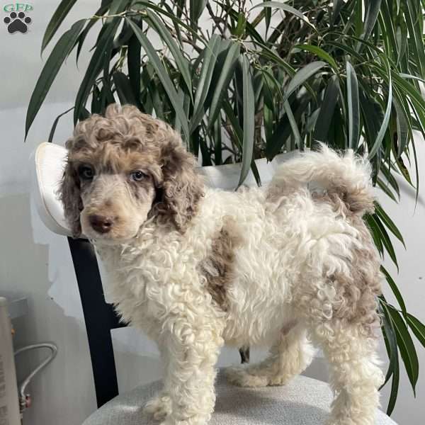 Ted, Standard Poodle Puppy