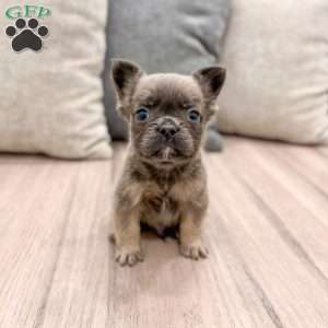 Tucker, French Bulldog Puppy