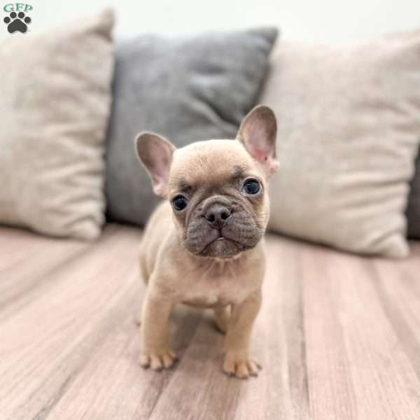 Cam, French Bulldog Puppy