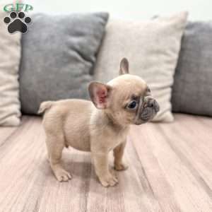 Cam, French Bulldog Puppy