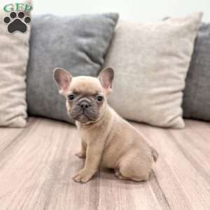 Cam, French Bulldog Puppy