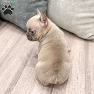 Cam, French Bulldog Puppy