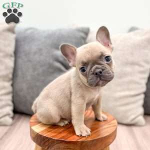 Cam, French Bulldog Puppy