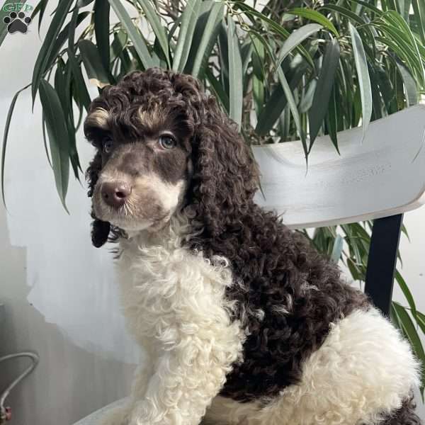 Cooper, Standard Poodle Puppy