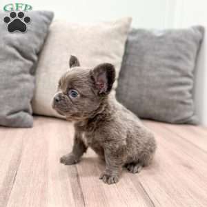 Mike, French Bulldog Puppy