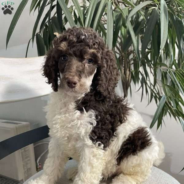 Archie, Standard Poodle Puppy