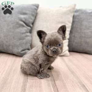 Mike, French Bulldog Puppy