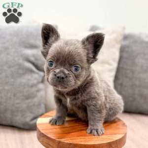 Mike, French Bulldog Puppy