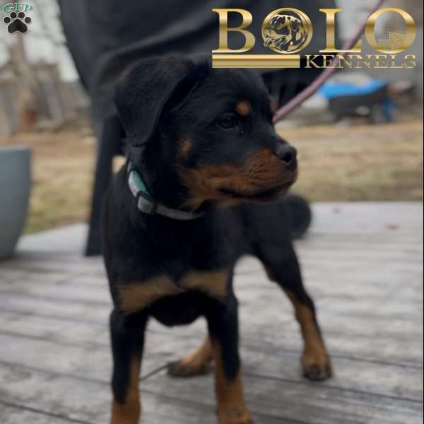 Eve, Rottweiler Puppy