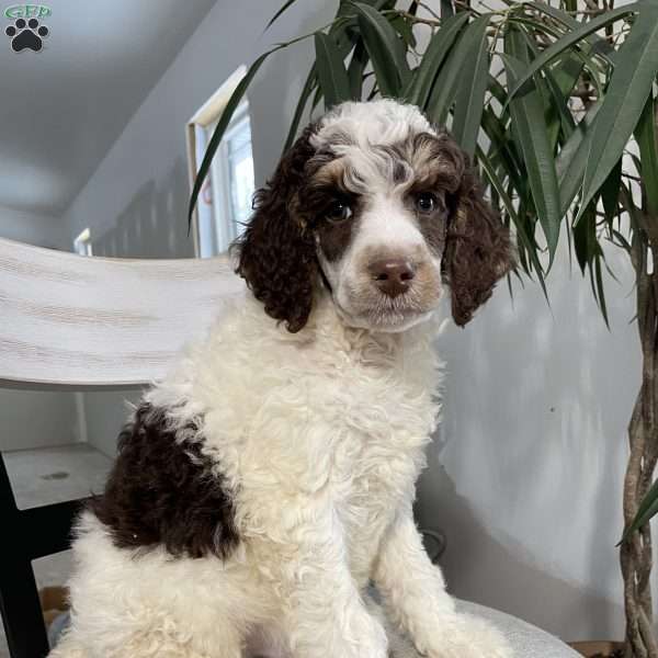 Mila, Standard Poodle Puppy