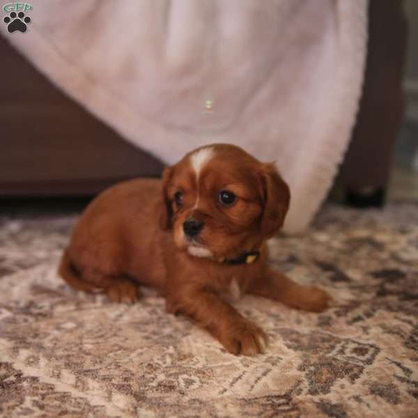 Cora, Cavalier King Charles Spaniel Puppy