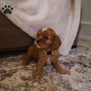 Cora, Cavalier King Charles Spaniel Puppy