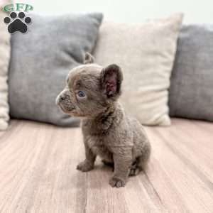 Max, French Bulldog Puppy