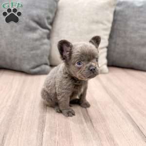 Max, French Bulldog Puppy