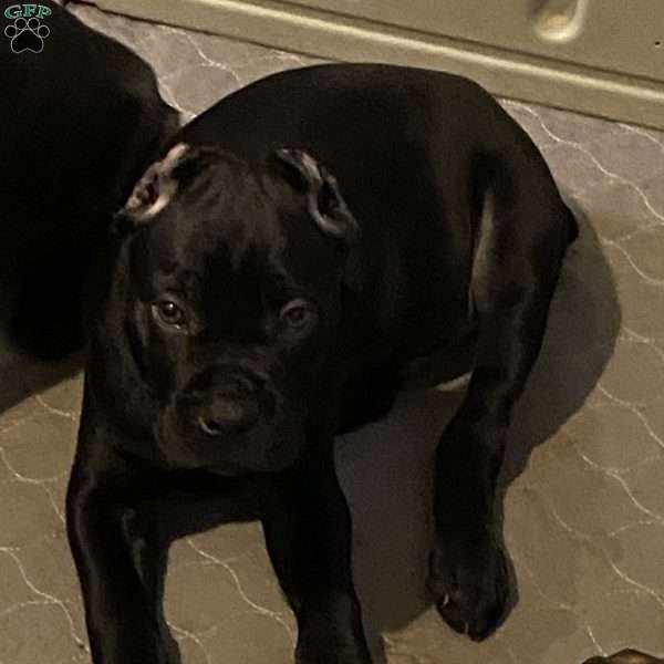 Penelope, Cane Corso Puppy