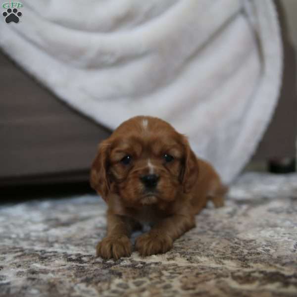 Copper, Cavalier King Charles Spaniel Puppy