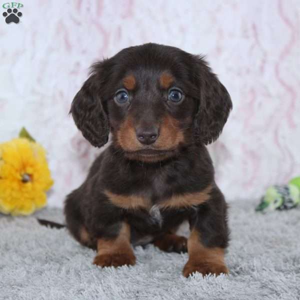 Mercer, Dachshund Puppy