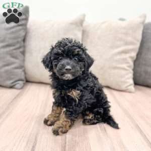 Quincey, Yorkie Poo Puppy