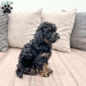 Quincey, Yorkie Poo Puppy