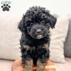 Quincey, Yorkie Poo Puppy