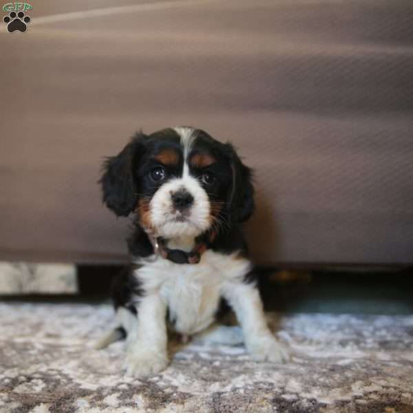 Bentley, Cavalier King Charles Spaniel Puppy