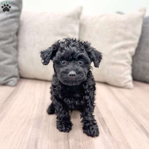 George, Yorkie Poo Puppy