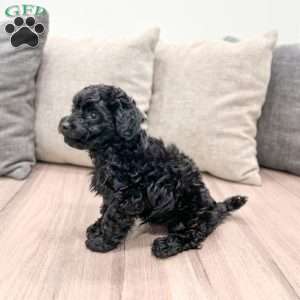 George, Yorkie Poo Puppy